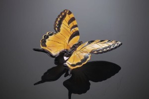Volkstedt / ENS - Motyl - po 1919 r.